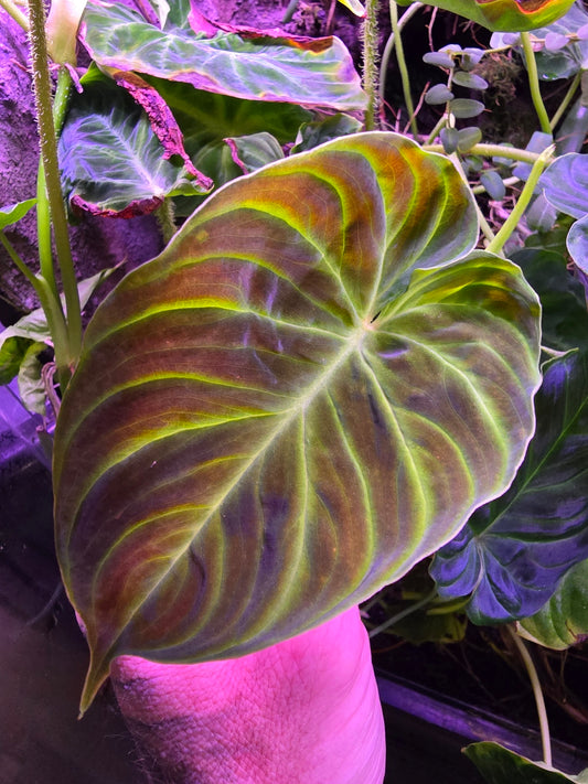 Philodendron Verrucosum