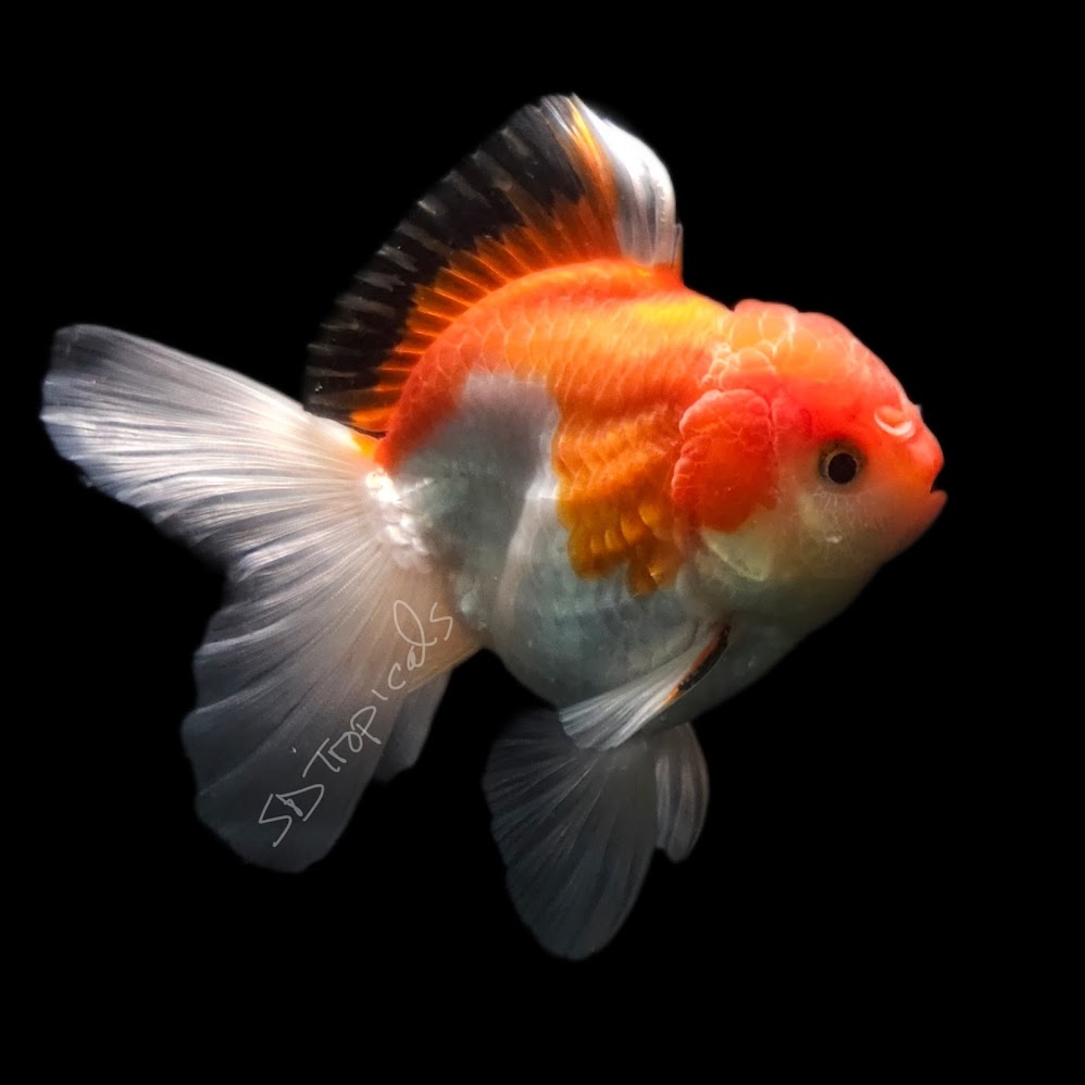 Goldfish