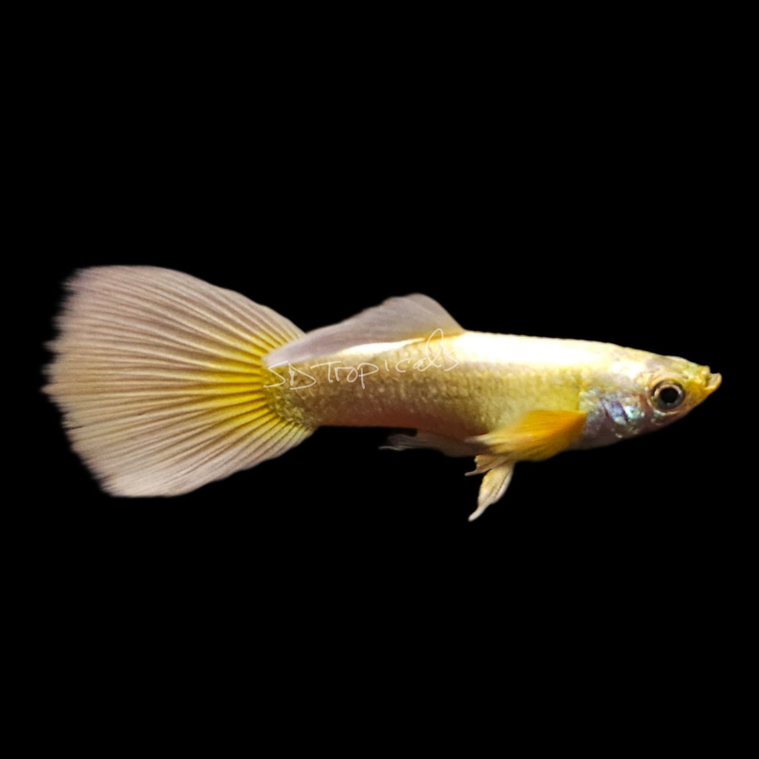 Guppies