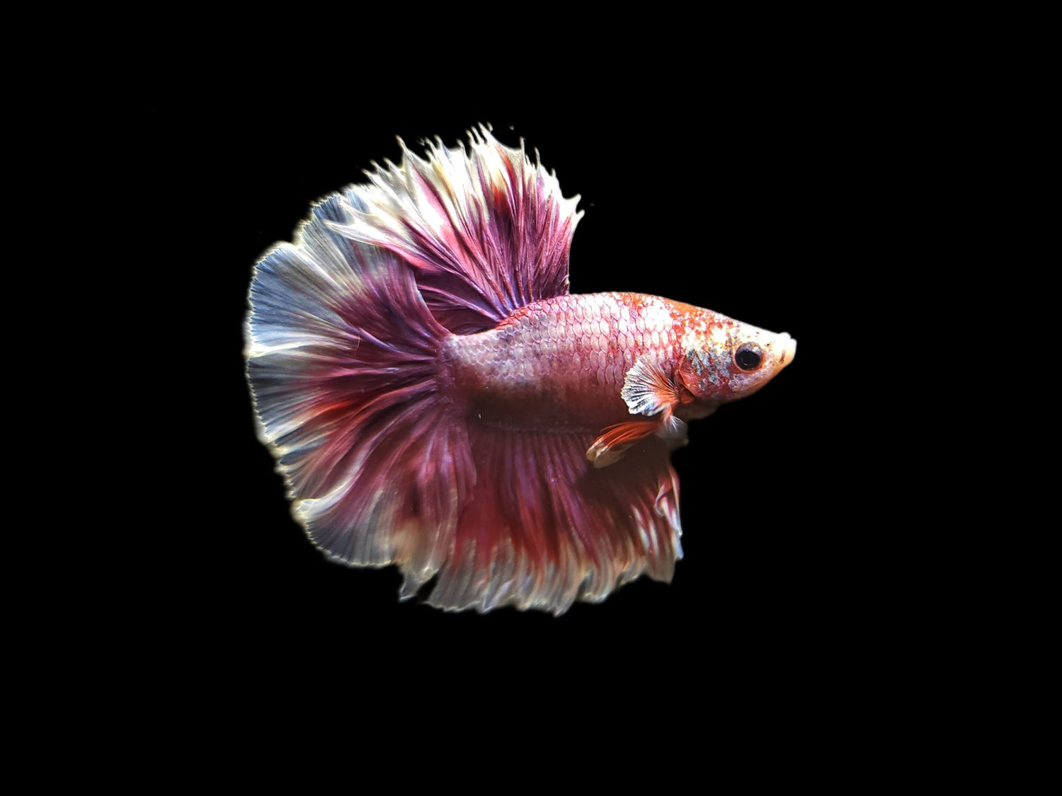 Bettas