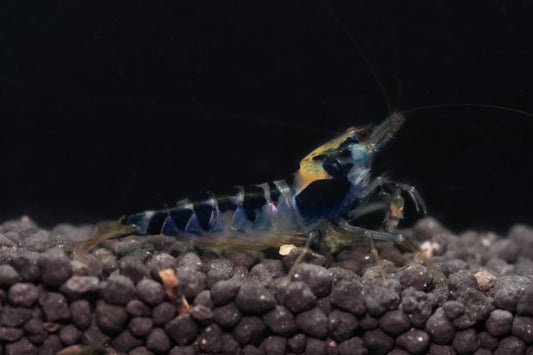 Blue Dragon Calceo PREORDER