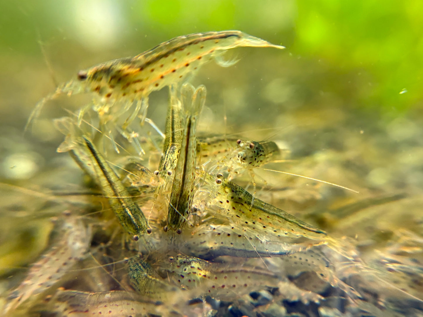 Amano (PACK OF 5+1 DOA)