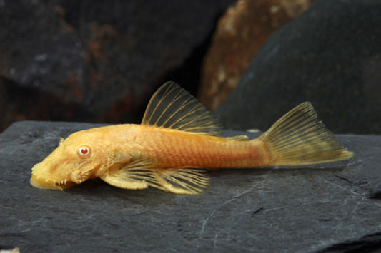 Albino Bushynose Pleco