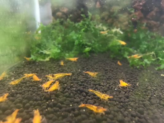 Tangerine Tiger