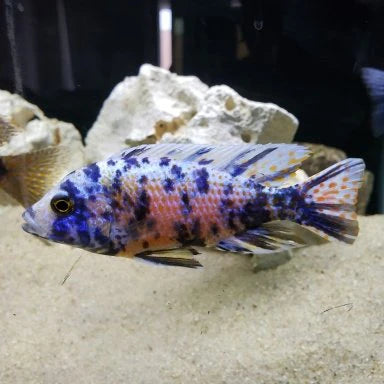 3" OB PEACOCK AFRICAN CICHLID (AULONOCARA SP. OB)