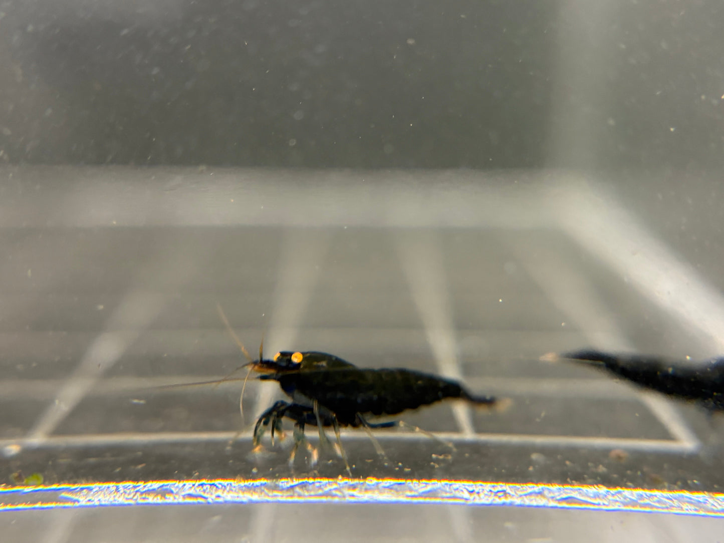 Orange Eye Black Devil Caridina PREORDER