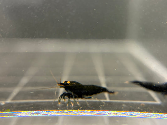 Orange Eye Black Devil Caridina PREORDER