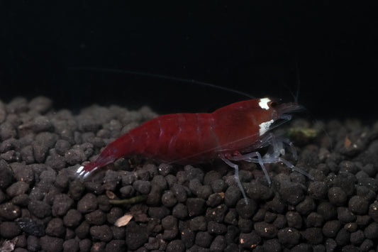 Super Red - Mix Stripe (Pack of 5)