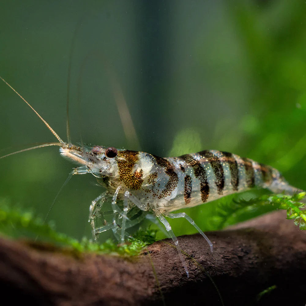 Zebra Babaulti Shrimp plus for DOA extra)