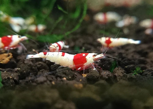 Crystal Red PRL (Pure Red Line)