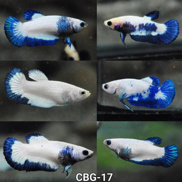 BLUE RIM MARBLE  PLAKAT FEMALE BETTA