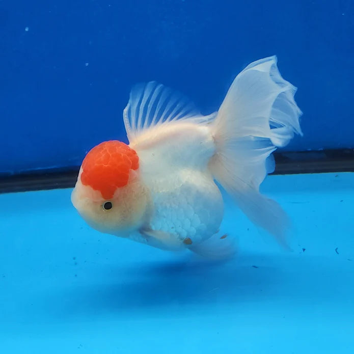 WHITE RED CAP THAI ORANDA