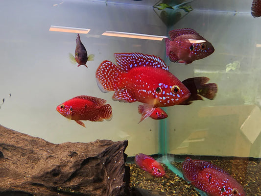 RED BALLOON JEWEL CICHLID