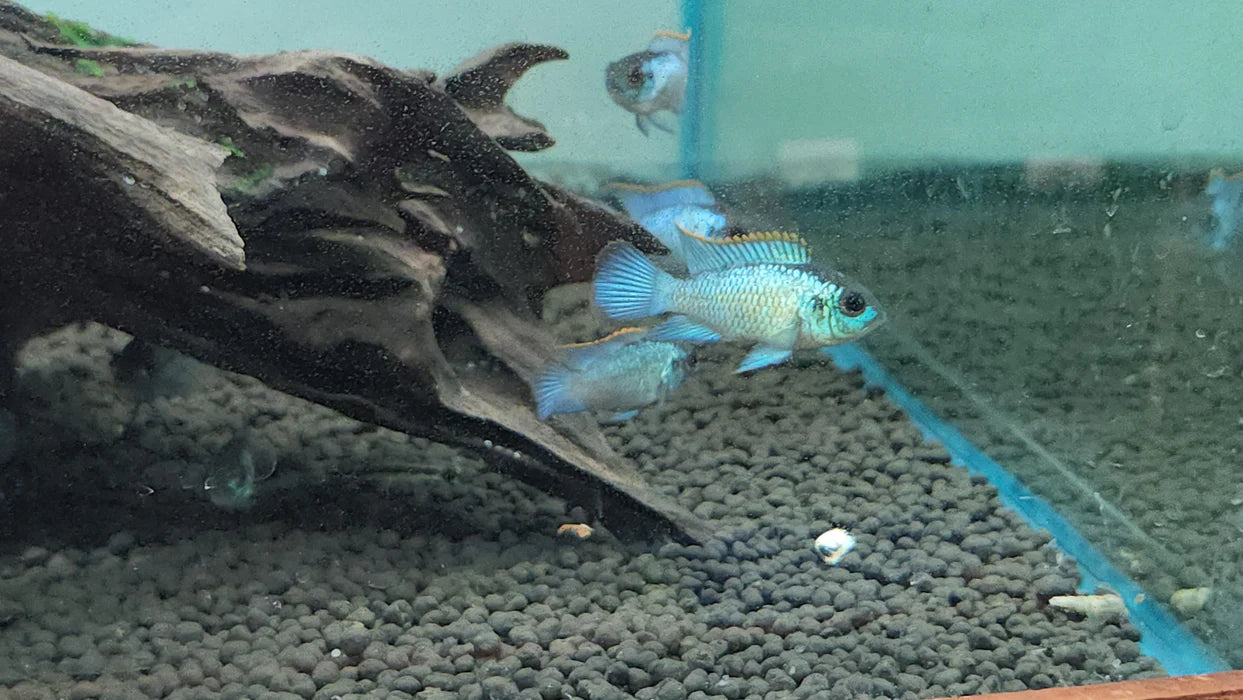 ELECTRIC BLUE ACARA 2.5"