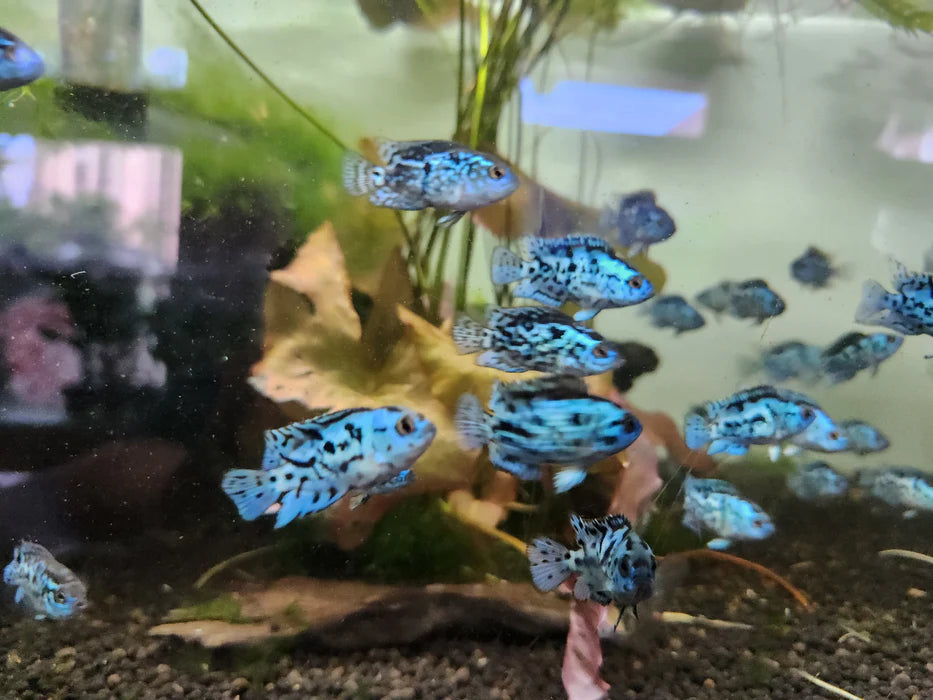 ELECTRIC BLUE JACK DEMPSEY AMERICAN CICHLID(CICHLASOMA OCTOASCIATUM)