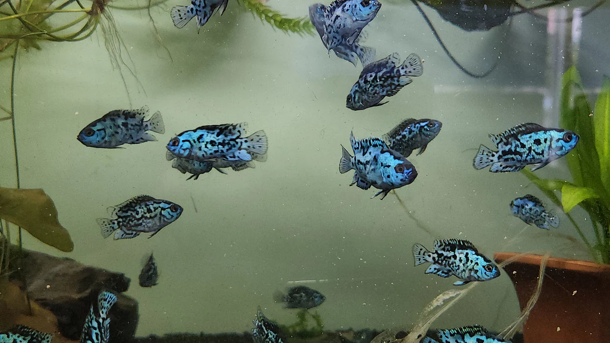 ELECTRIC BLUE JACK DEMPSEY AMERICAN CICHLID(CICHLASOMA OCTOASCIATUM)
