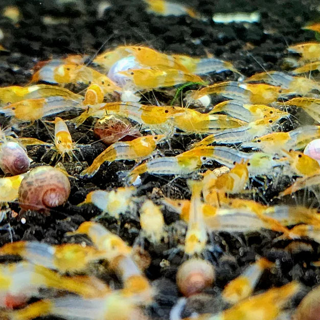 Orange Rili