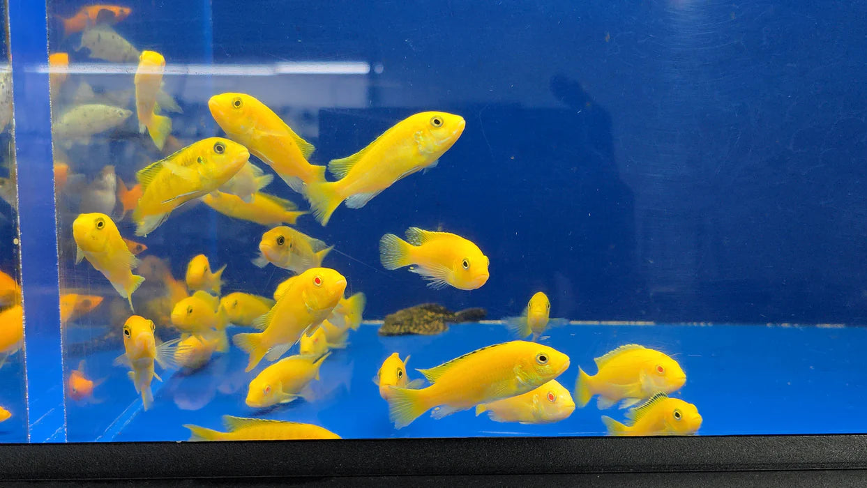 2.5-3" ELECTRIC YELLOW LEMON PRICE CICHLID (LABIDOCHROMIS CAERULEUS)