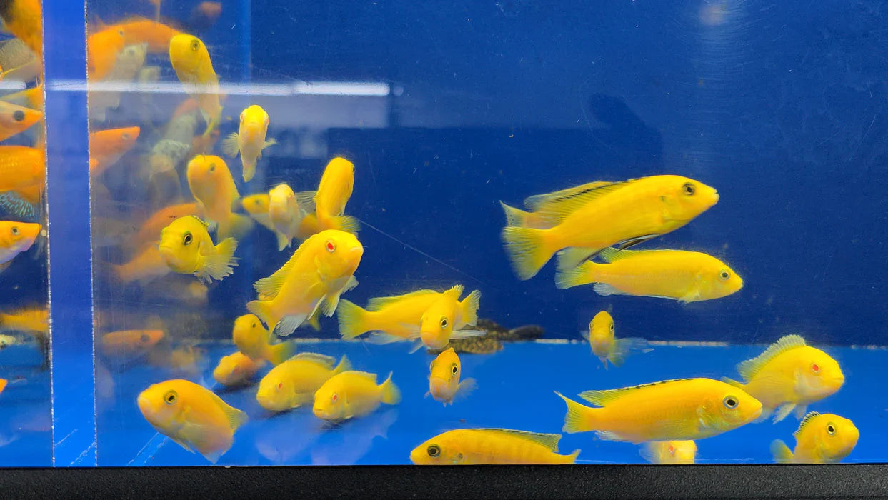 2.5-3" ELECTRIC YELLOW LEMON PRICE CICHLID (LABIDOCHROMIS CAERULEUS)