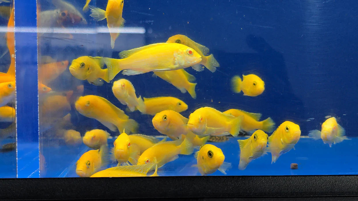 2.5-3" ELECTRIC YELLOW LEMON PRICE CICHLID (LABIDOCHROMIS CAERULEUS)