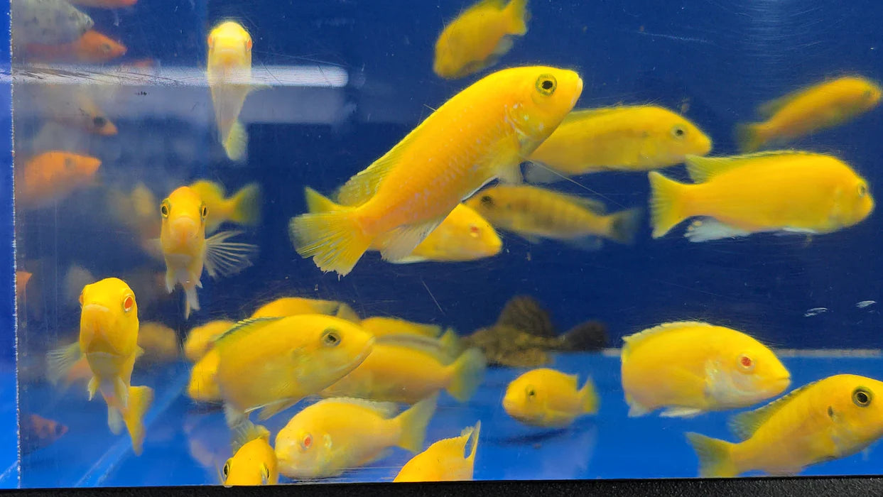 2.5-3" ELECTRIC YELLOW LEMON PRICE CICHLID (LABIDOCHROMIS CAERULEUS)