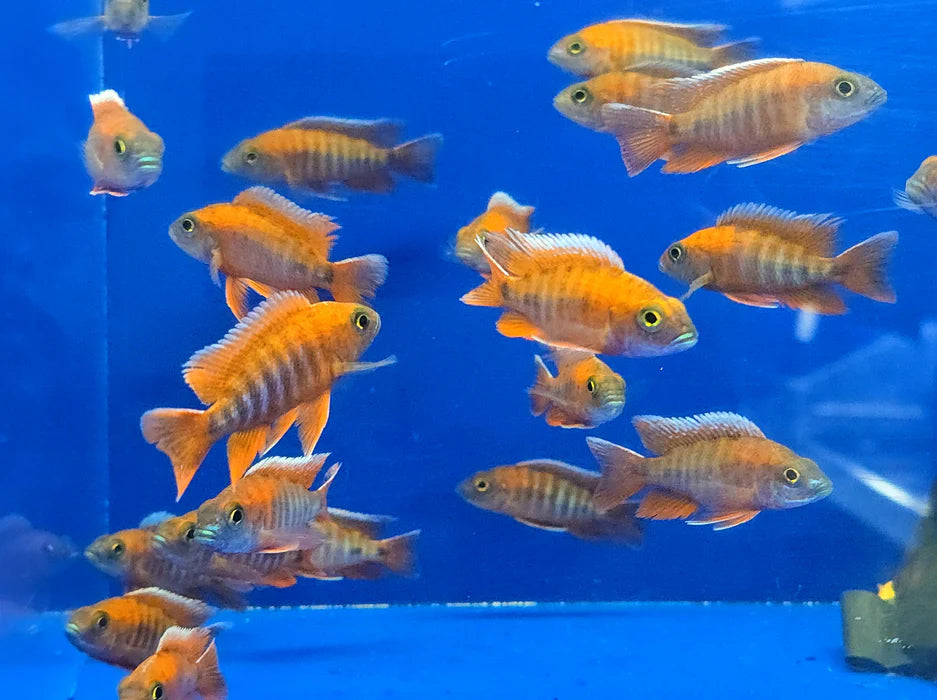 2-2.5" RED JACOB PEACOCK CICHLID (AULONOCARA JACOBFREIBERGI)