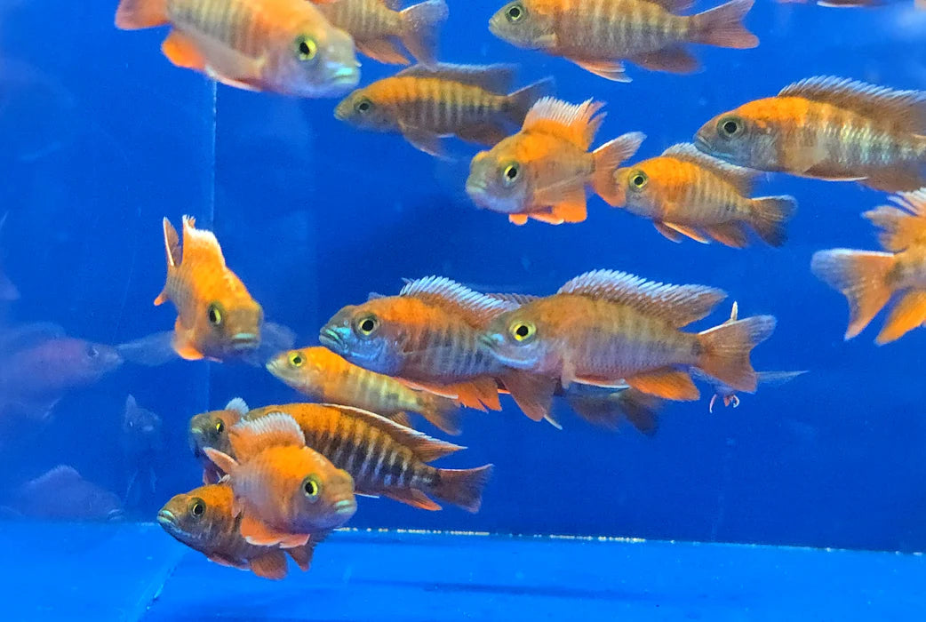 2-2.5" RED JACOB PEACOCK CICHLID (AULONOCARA JACOBFREIBERGI)