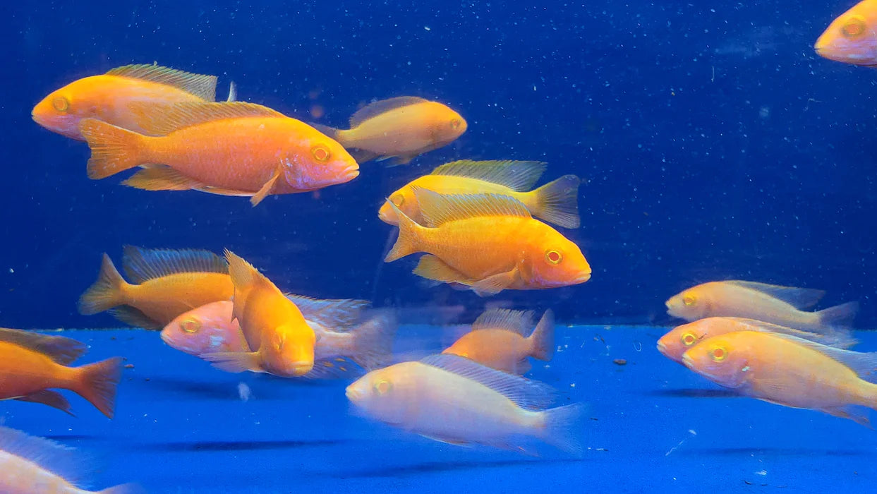 ALBINO SUPER RED PEACOCK 3"