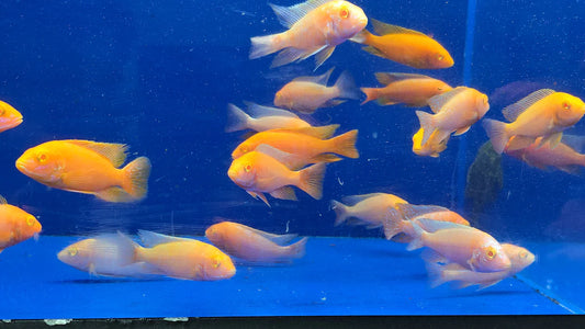 ALBINO SUPER RED PEACOCK 3"