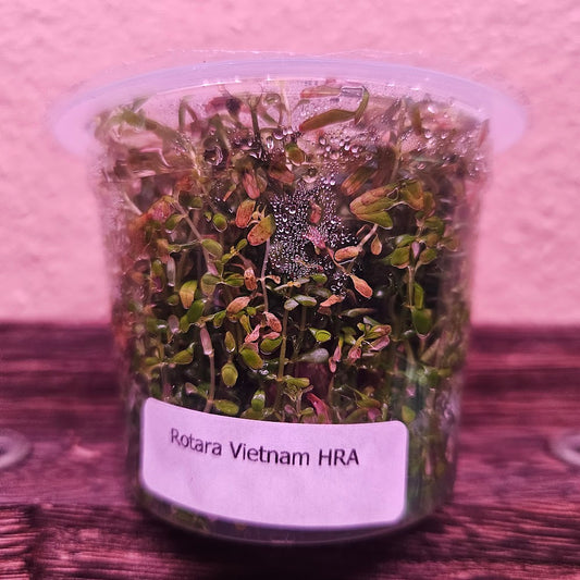 Rotala Vietnam H'ra Tissue Culture