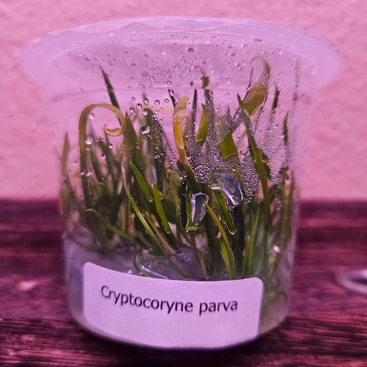 Cryptocoryne Parva Tissue Culture