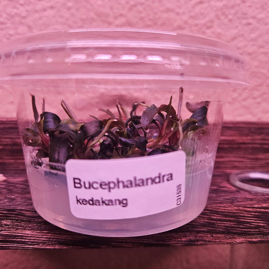 Bucephalandra Kedakang Tissue Culture