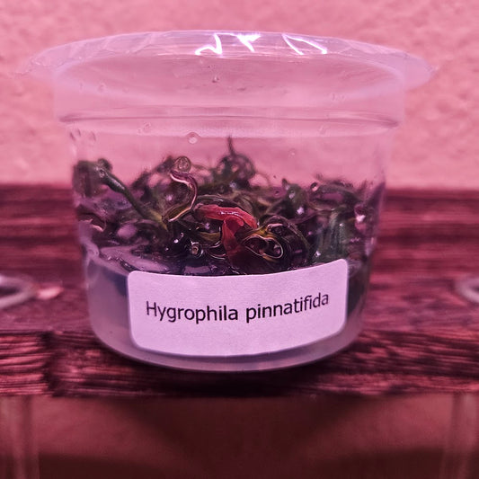 Hygrophila Pinnatifida Tissue Culture