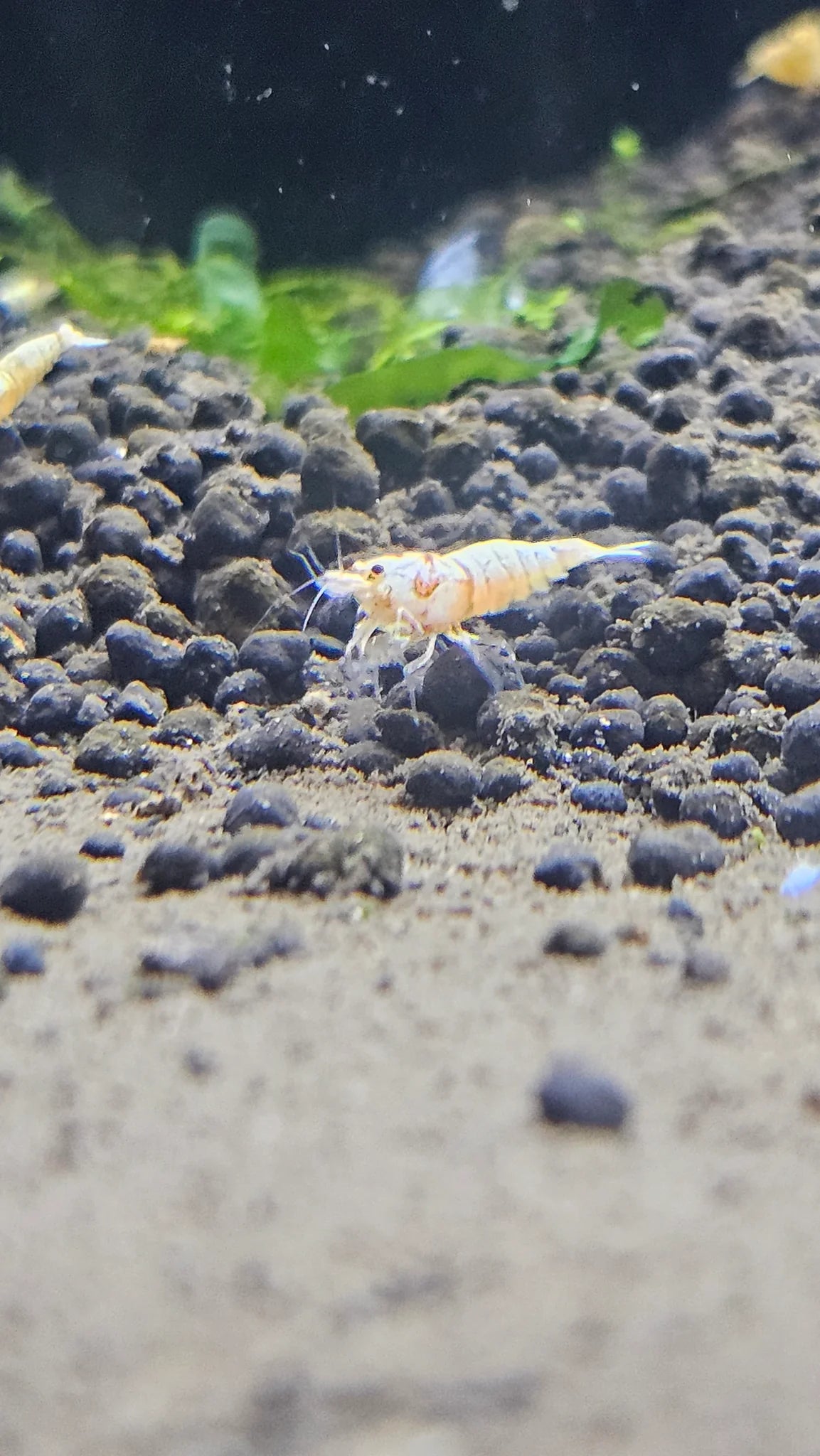Golden Bee