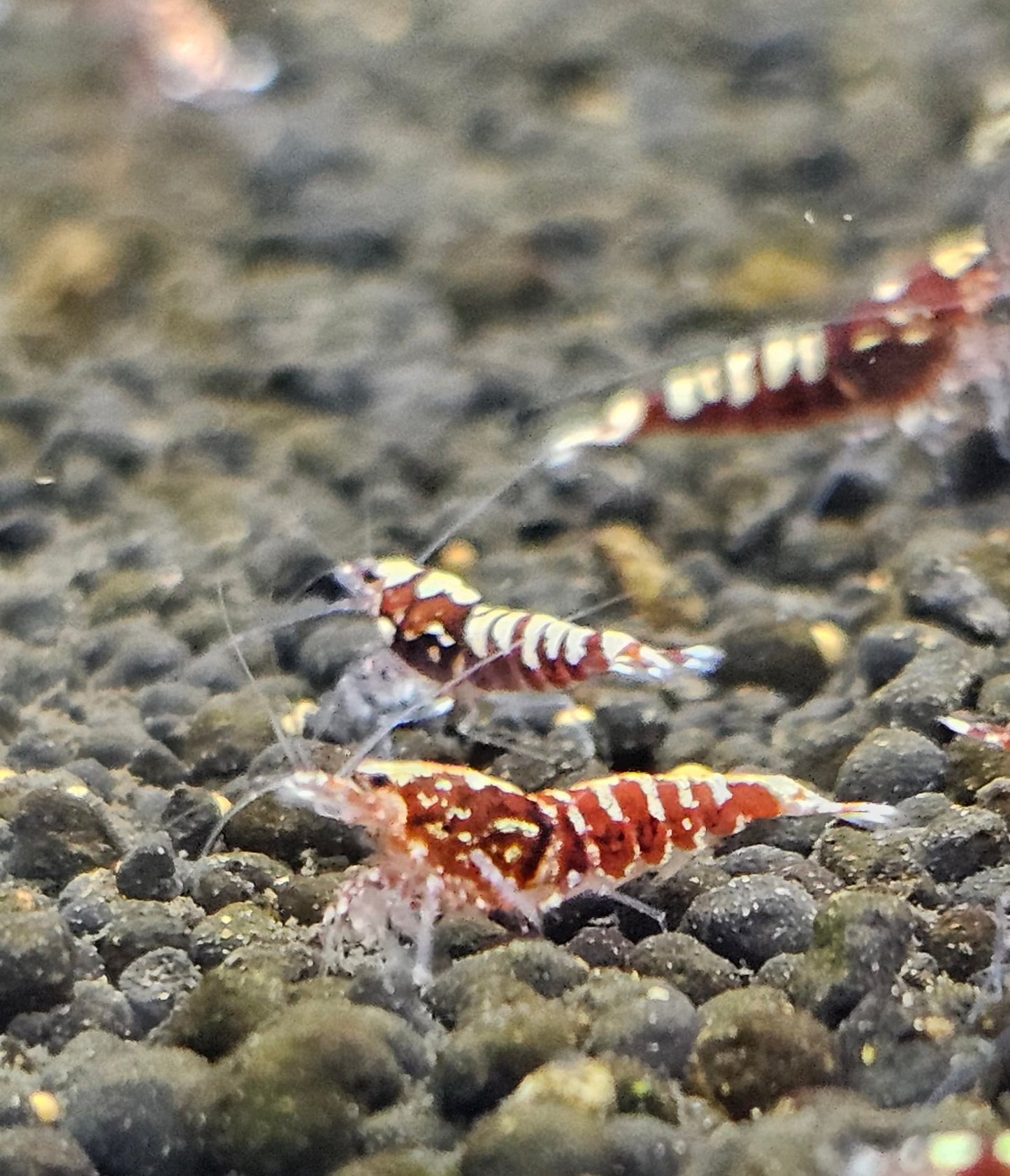 RED PINTO
