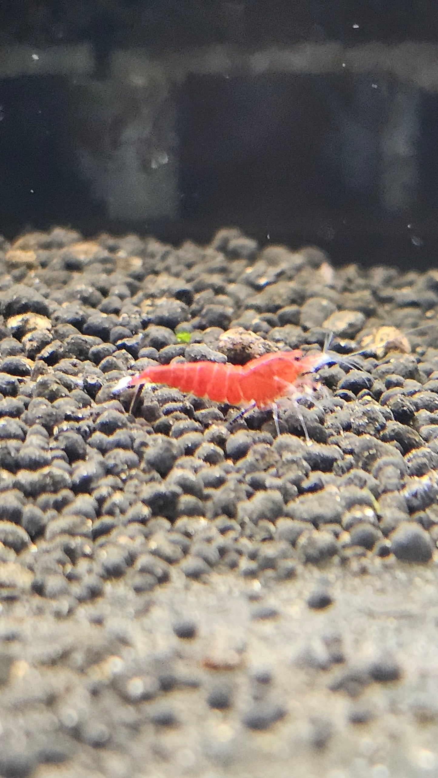 Super Red - Stripes SS Grade (PACK OF 5+1 DOA)