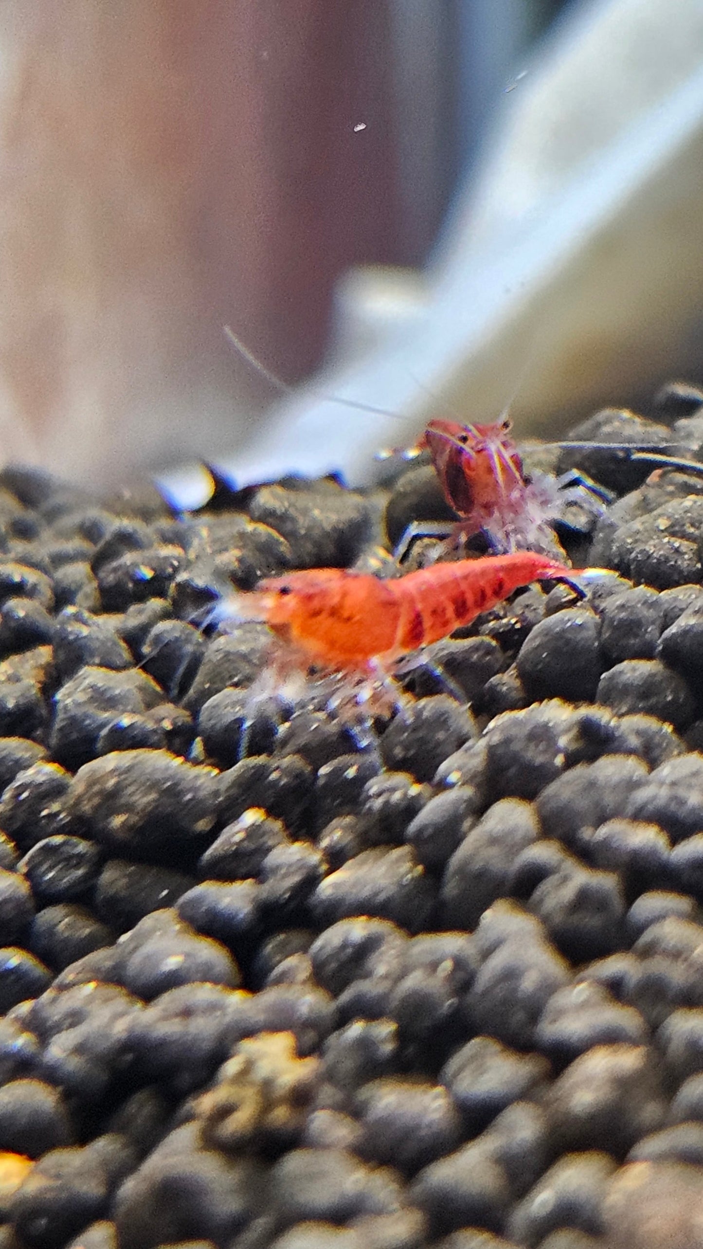 Super Red - Stripes SS Grade (PACK OF 5+1 DOA)