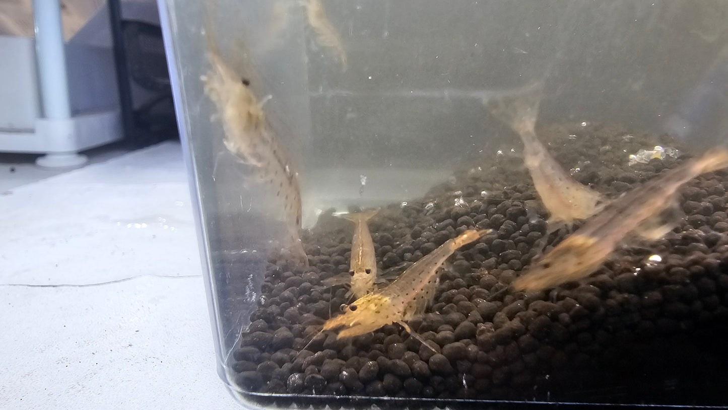 Red Amano Shrimp