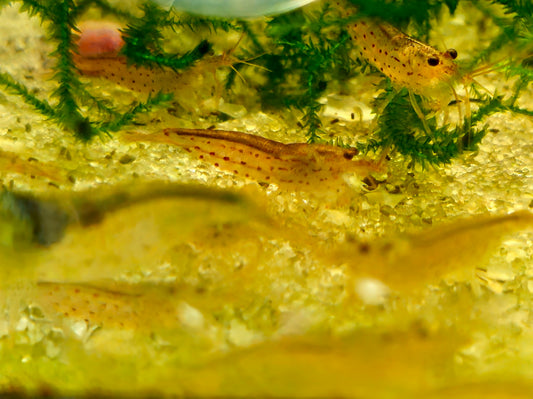 Red Amano Shrimp