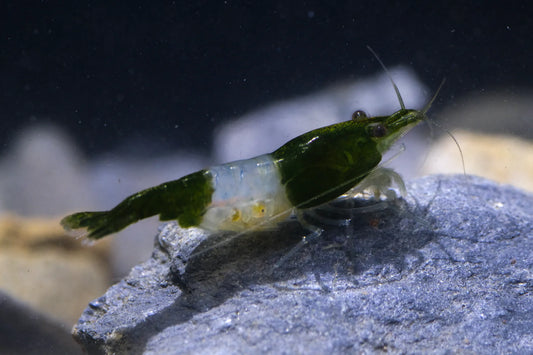 Green Rili (PACK OF 5+1 DOA)
