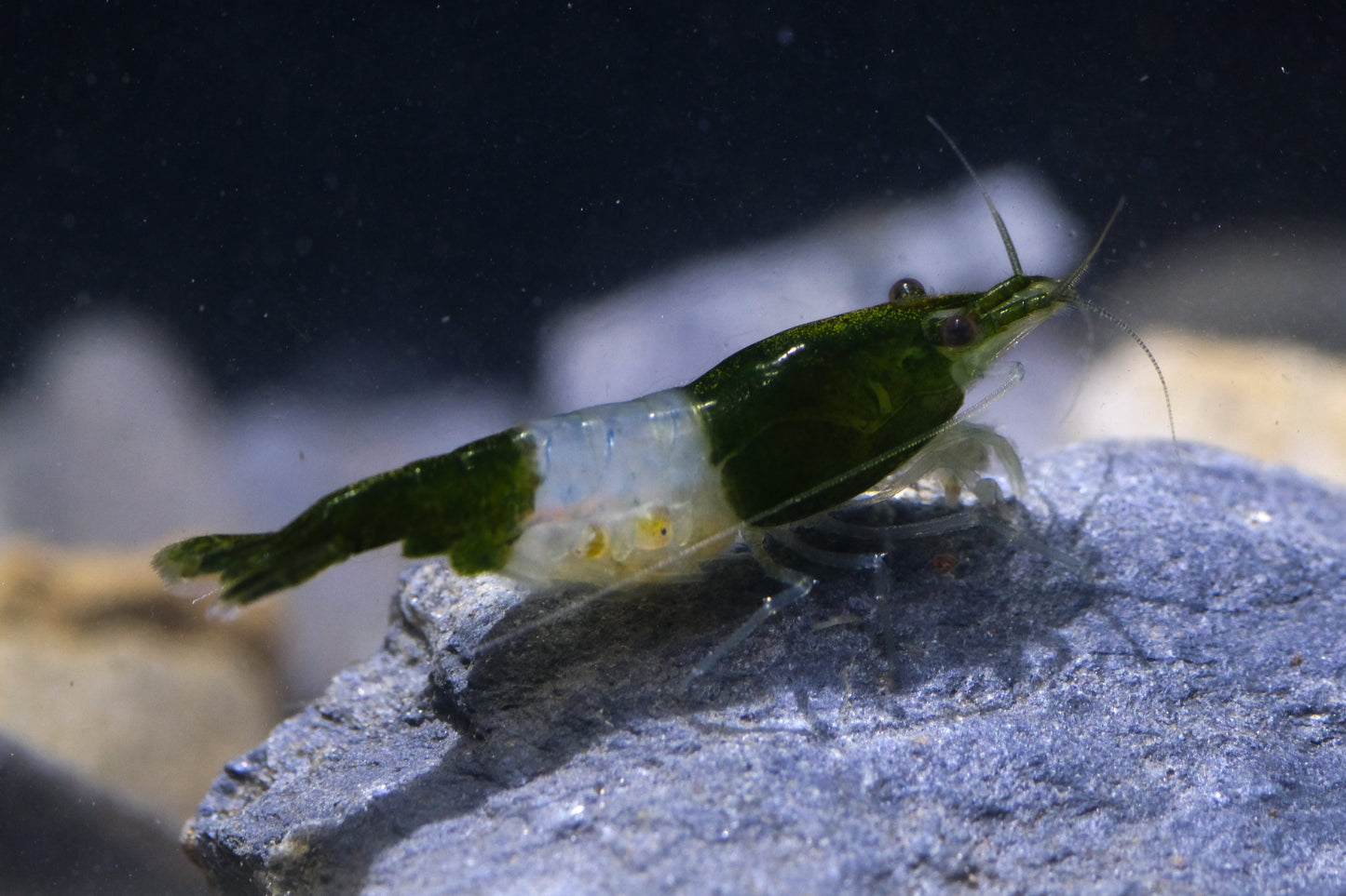 Green Rili Neocaridna