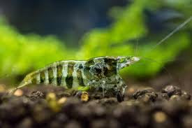 Zebra Babaulti Shrimp plus for DOA extra)