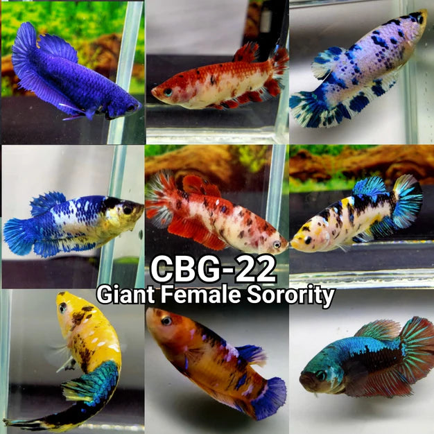 GIANT GALAXY SORORITY MIX PLAKAT FEMALE BETTA