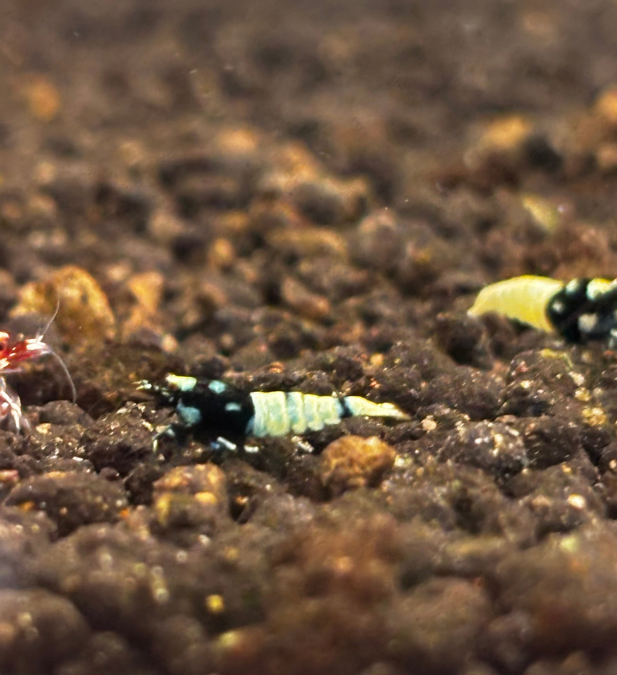 Black Pinto Breeder X2