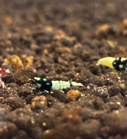 Black Pinto Breeder X2