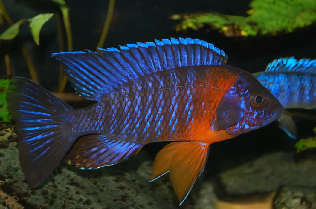 2-2.5" RED SHOULDER BLUE PEACOCK CICHLID (AULONOCARA HANSBAENSCHI)