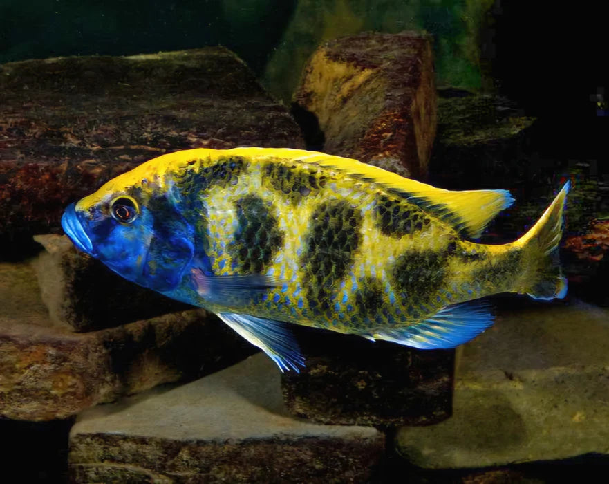 3" VENUSTUS AFRICAN CICHLID (HAPLOCHROMIS VENUSTUS)