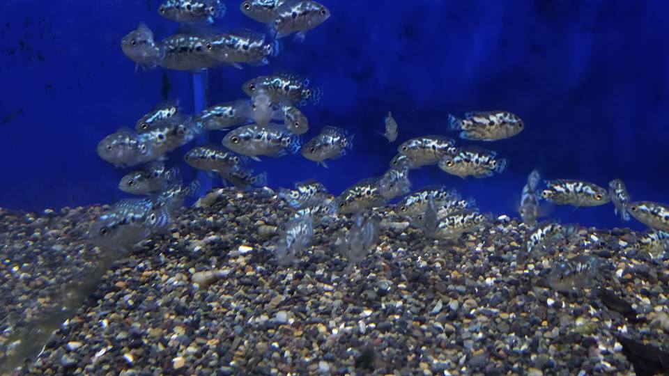 ELECTRIC BLUE JACK DEMPSEY AMERICAN CICHLID(CICHLASOMA OCTOASCIATUM)