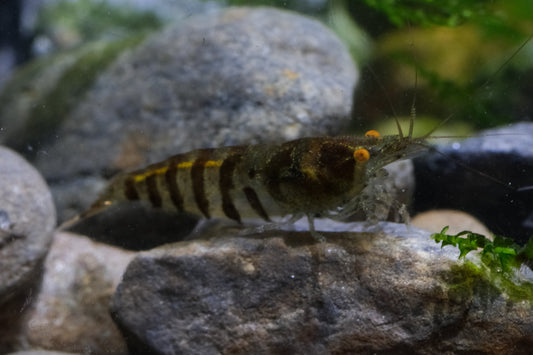 Orange eye Zebra Babaulti Shrimp plus for DOA extra)