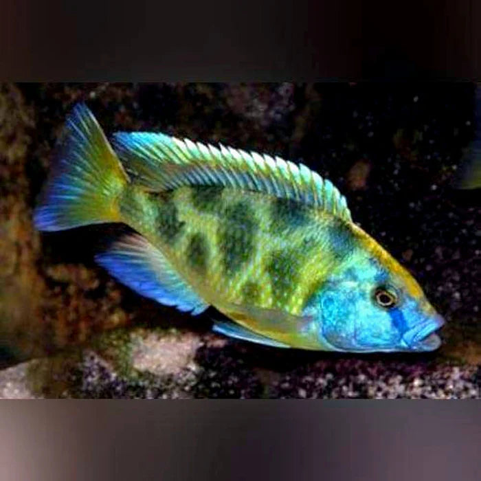 3" VENUSTUS AFRICAN CICHLID (HAPLOCHROMIS VENUSTUS)